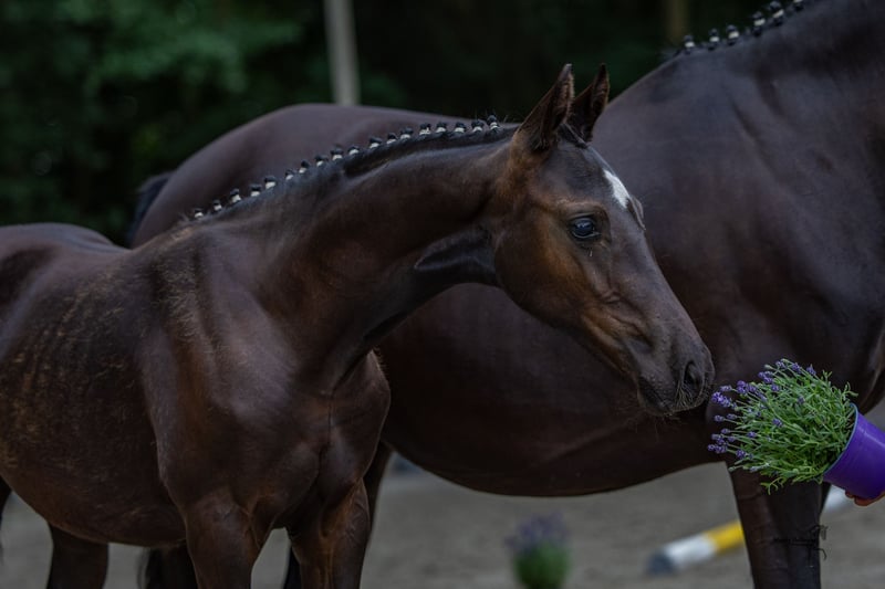 Deutsches Reitpony, Stute in Emstek