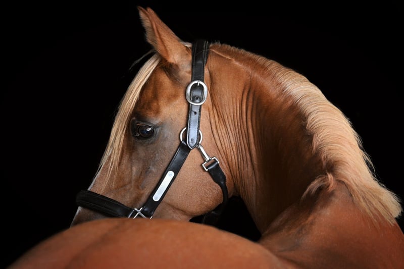 Deutsches Reitpony, Wallach in Birken-Honigsessen