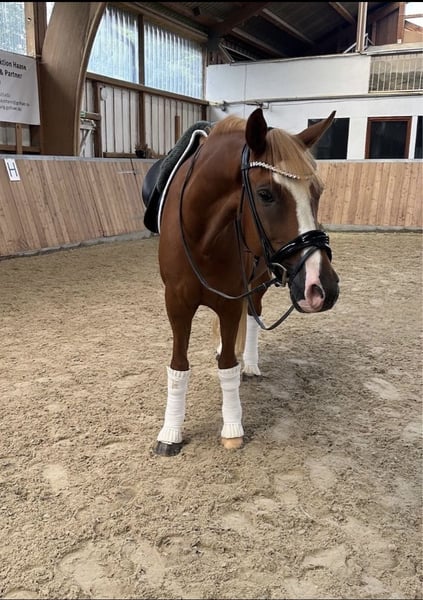 Deutsches Reitpony, Wallach in Fuldabrück