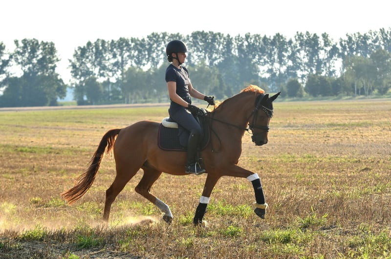 Deutsches Reitpony, Wallach in Kamern