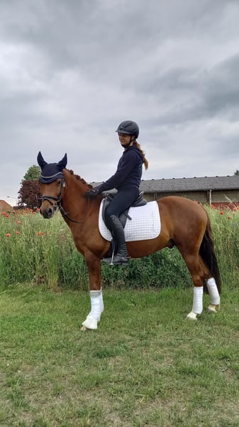 Deutsches Reitpony, Wallach in Stuhr