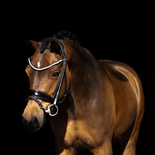 Deutsches Reitpony, Wallach in Recke, bei Osnabrück