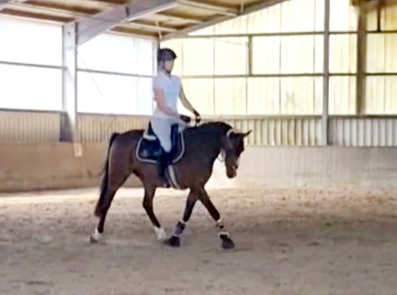 Deutsches Reitpony, Wallach in Winsen (Aller)