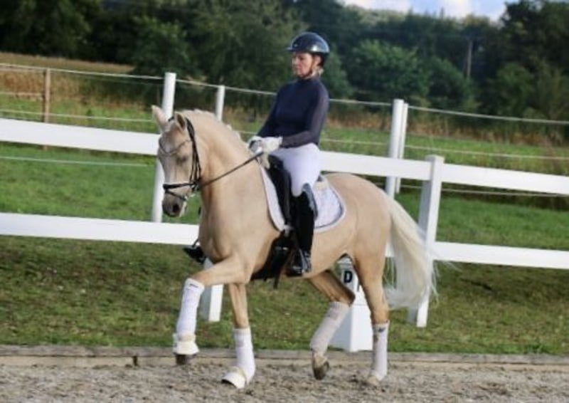 Deutsches Reitpony, Wallach in Recke, bei Osnabrück