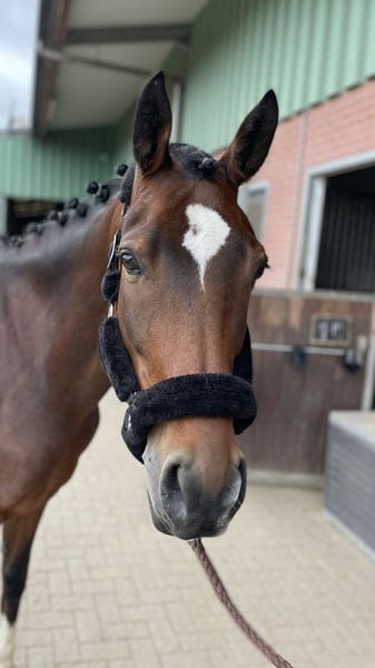 Deutsches Reitpony, Wallach in Zweibrücken