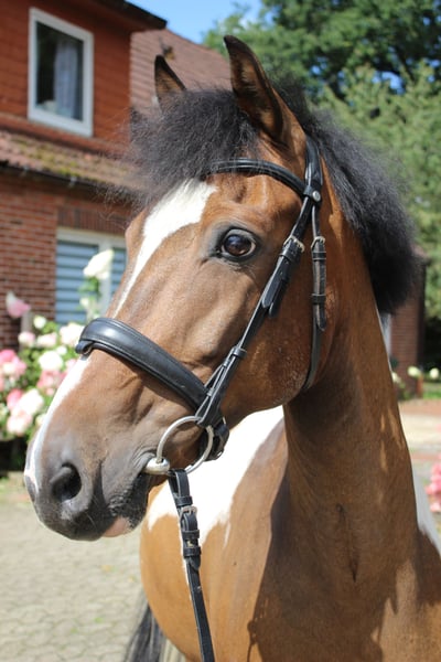 Deutsches Reitpony Wallach 12 Jahre 147 Cm Schecke In Beverstedt