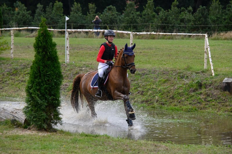 Deutsches Reitpony, Wallach in Herbstein