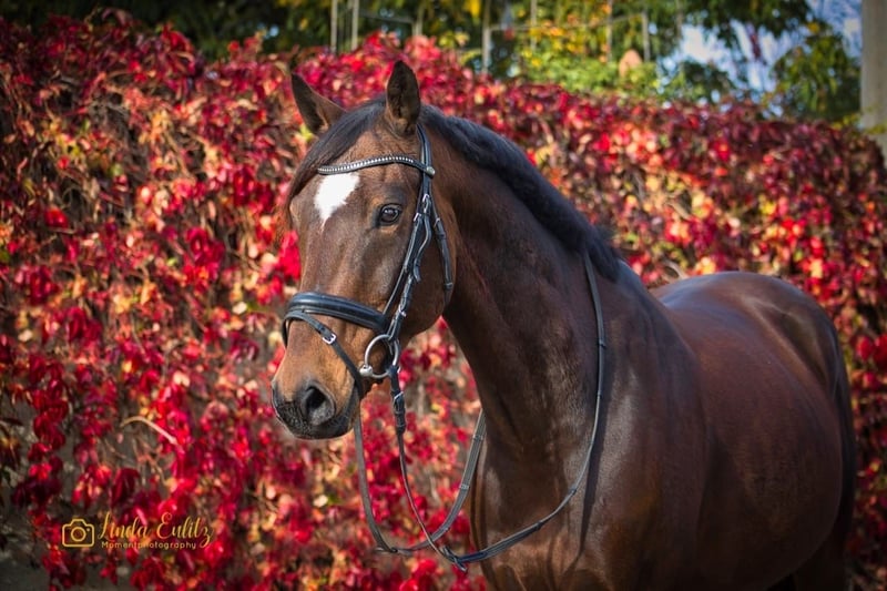 Deutsches Reitpony, Wallach in Nünchritz Roda