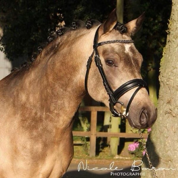 Deutsches Reitpony, Wallach in Mainz