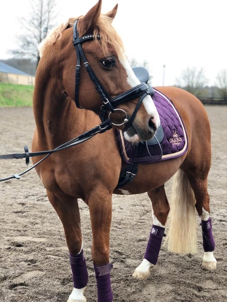 Deutsches Reitpony, Wallach in Wincheringen