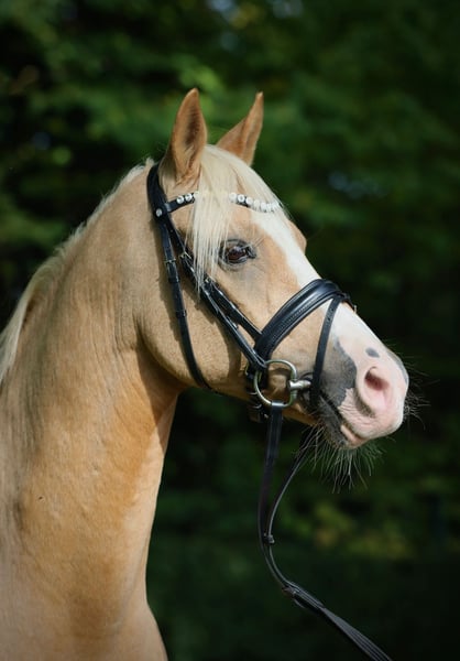 Deutsches Reitpony, Wallach in Gilching