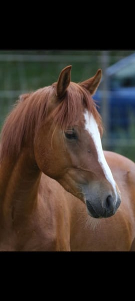 Deutsches Reitpony, Wallach in Altheim (Alb)