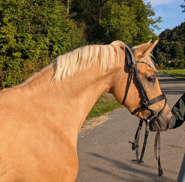 Deutsches Reitpony, Wallach in Plech