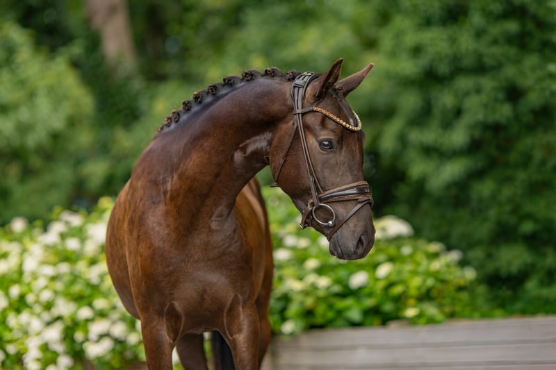 Deutsches Reitpony, Wallach in Stuhr