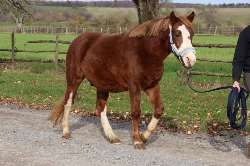 Deutsches Reitpony, Wallach in Buchen (Odenwald)