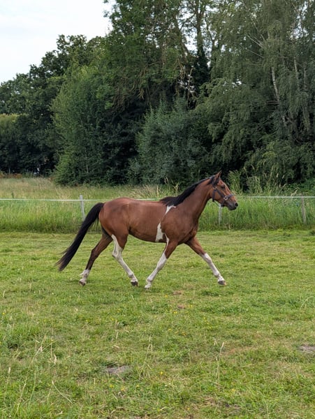 Deutsches Reitpony, Wallach in Rheine