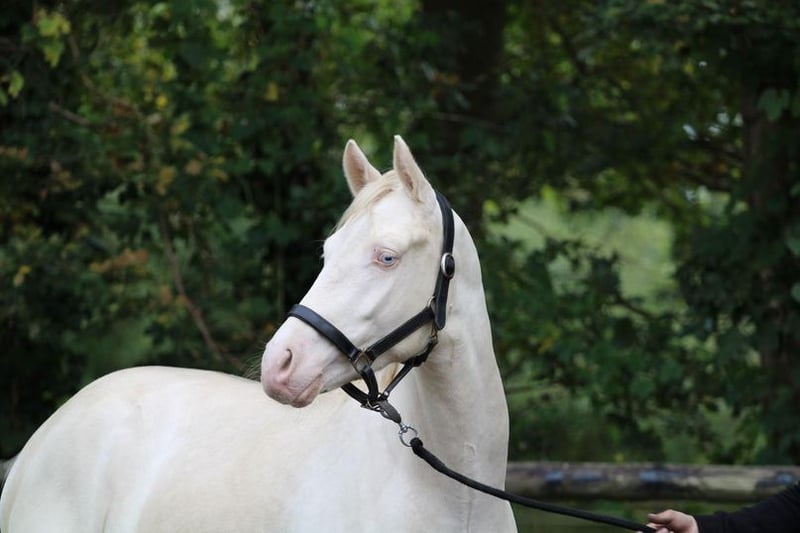 Deutsches Reitpony, Wallach in Loiching