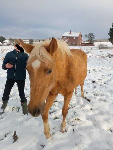 Deutsches Reitpony, Wallach in Extertal