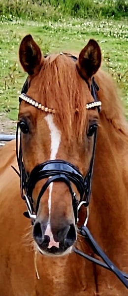 Deutsches Reitpony, Wallach in Ruppichteroth