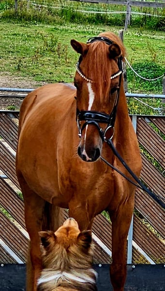 Deutsches Reitpony, Wallach in Ruppichteroth