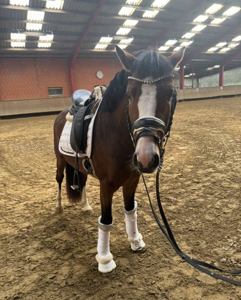 Deutsches Reitpony, Wallach in Lünen