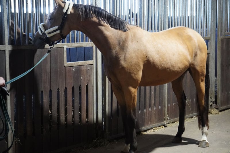 Deutsches Reitpony, Wallach in Treuenbrietzen