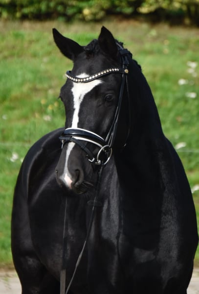 Deutsches Reitpony, Wallach in Fürstenau