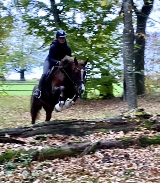 Deutsches Reitpony, Wallach in Rosdorf