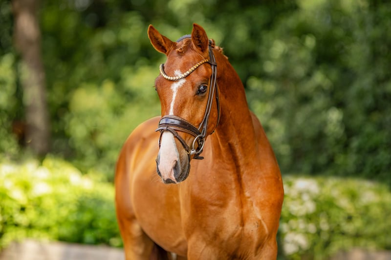 Deutsches Reitpony, Wallach in Stuhr