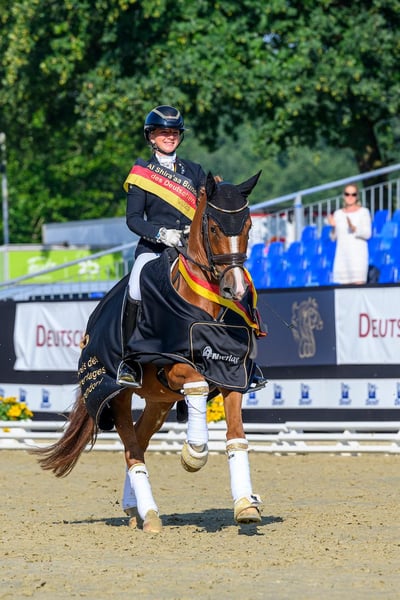 Deutsches Reitpony, Wallach in Neckargemünd