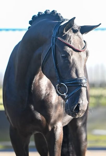 Deutsches Reitpony, Wallach in Vettweiß