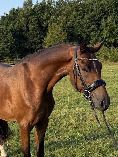 Deutsches Reitpony, Wallach in Heinzenbach