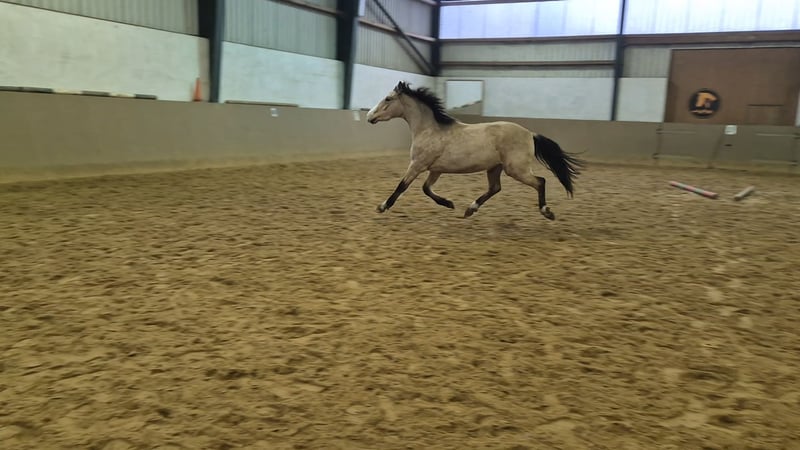 Deutsches Reitpony, Wallach in Perleberg OT Quitzow