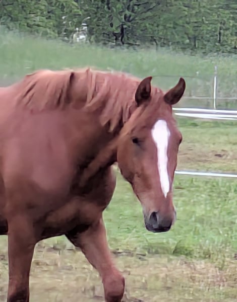 Deutsches Reitpony, Wallach in Reichelsheim