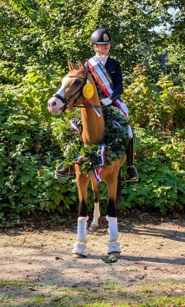 Deutsches Reitpony, Wallach in Timmendorfer Strand