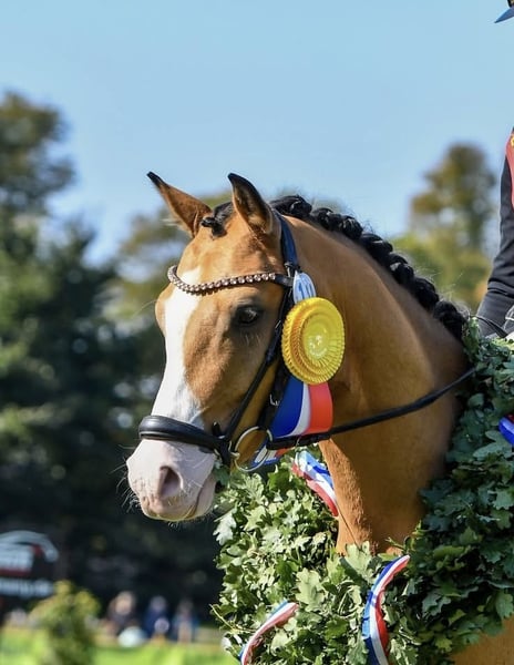 Deutsches Reitpony, Wallach in Timmendorfer Strand