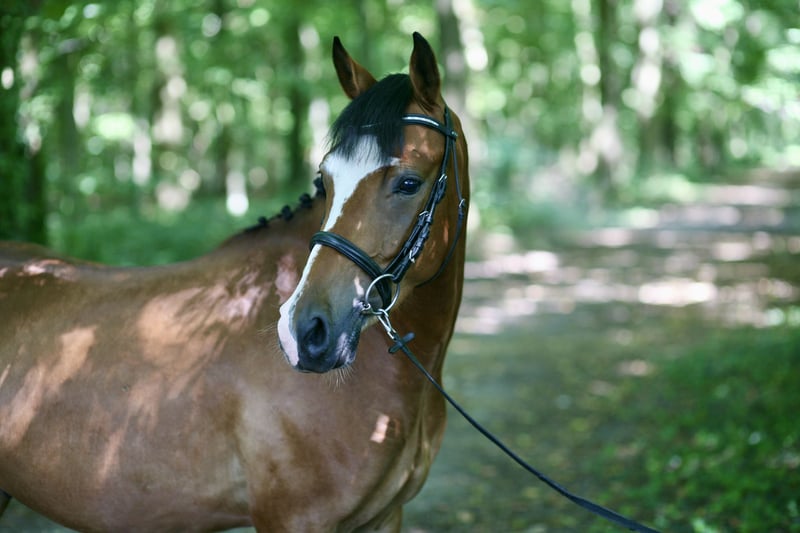 Deutsches Reitpony, Wallach in Achern