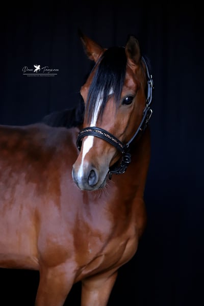 Deutsches Reitpony, Wallach in Neuenkirchen-Vörden