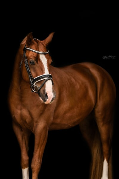 Deutsches Reitpony, Wallach in Bad Pyrmont