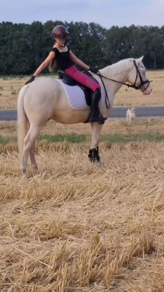 Deutsches Reitpony, Wallach in Warendorf