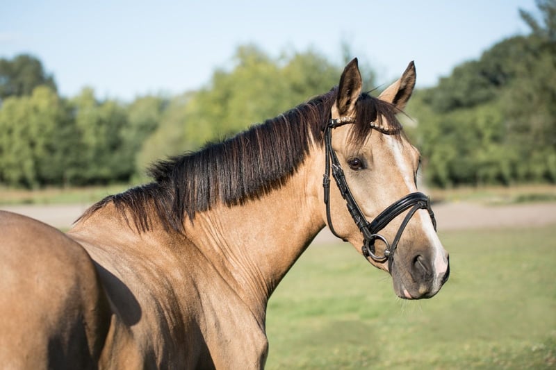 Deutsches Reitpony, Wallach in OberhausenOberhausen