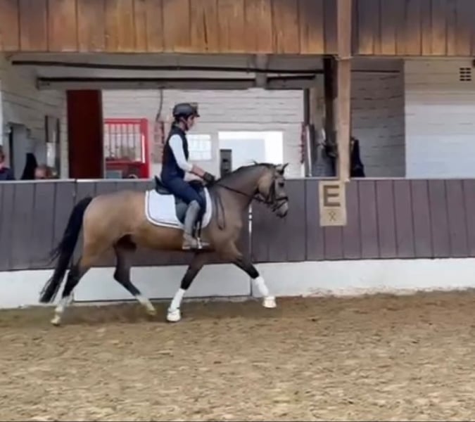 Deutsches Reitpony, Wallach in Diepholz