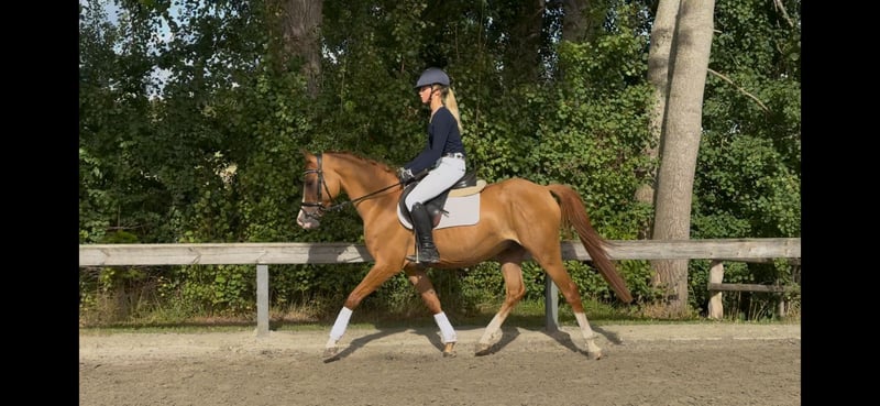 Deutsches Reitpony, Wallach in Süderlügum