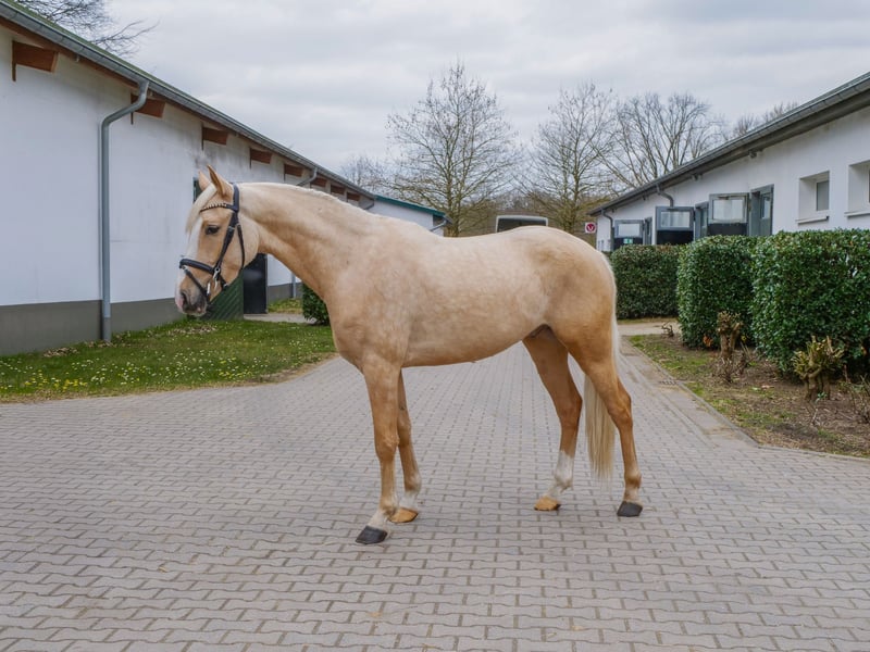 Deutsches Reitpony, Wallach in Ankum