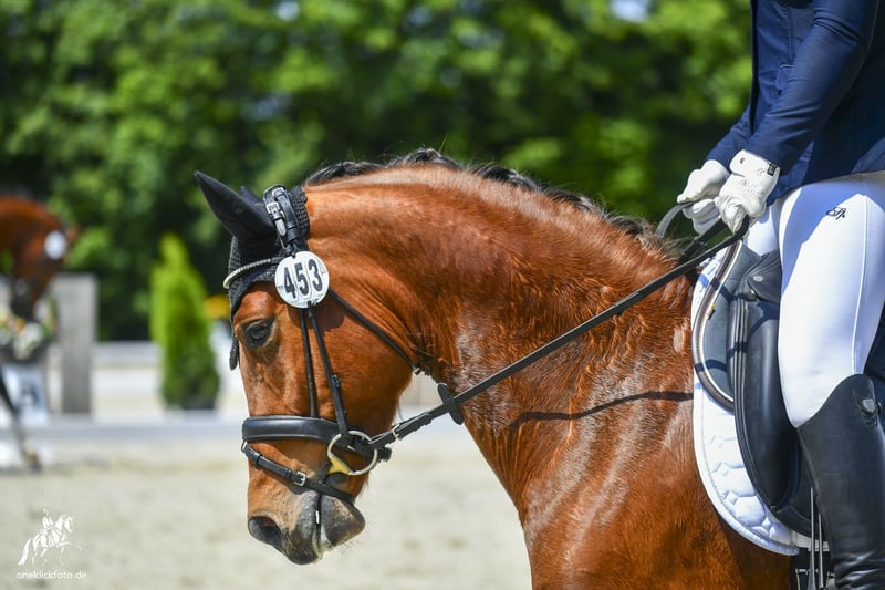 Deutsches Reitpony, Wallach in Loiching