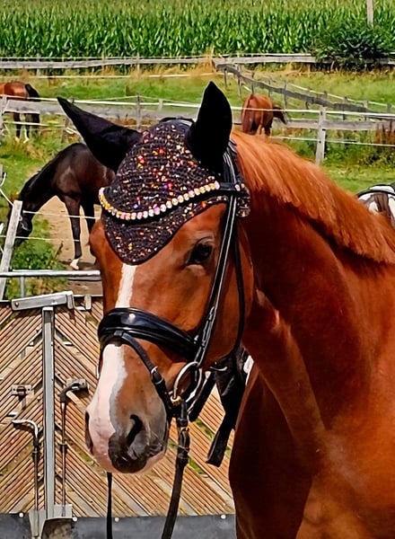 Deutsches Reitpony, Wallach in Ruppichteroth