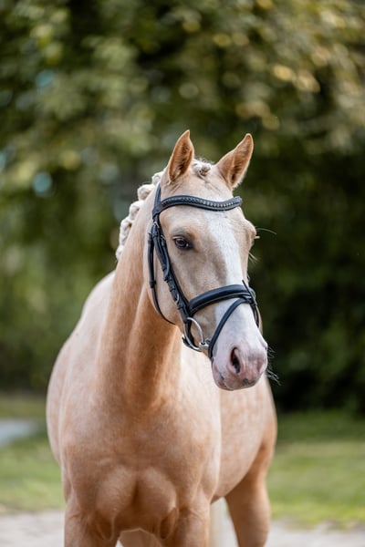 Deutsches Reitpony, Wallach in Aukrug