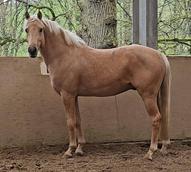 Deutsches Reitpony, Wallach in Ruppichteroth