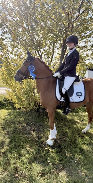 Deutsches Reitpony, Wallach in Hamm