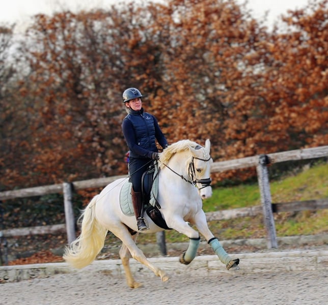 Deutsches Reitpony, Wallach in Kempen
